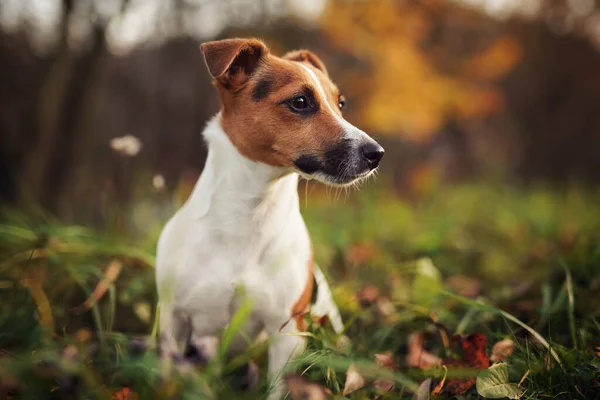 Pequeno Jack Russell Terrier Cão Detalhe Cabeça Rosto Agradável Desfocado — Fotografia de Stock