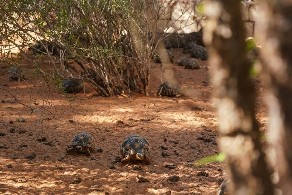 Stralende Schildpadden Astrochelys Radiata Ernstig Bedreigde Schildpad Soorten Endemisch Madagaskar — Stockfoto