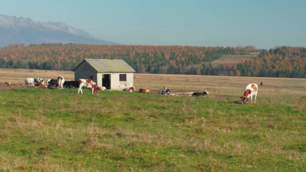 下午在阳光普照的草地上放牧的一群奶牛 水泥农场和远处的小森林 — 图库视频影像