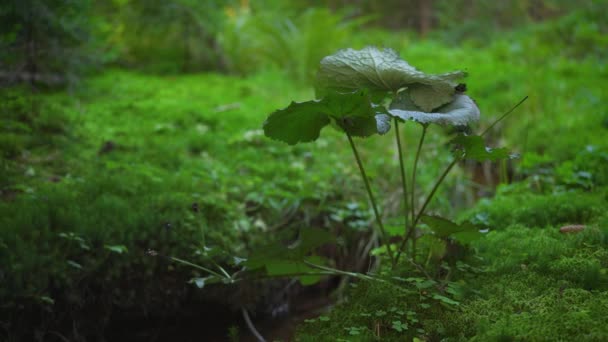 Мелкий Зеленый Мох Мелкое Лопуховое Растение Растущее Тёмной Лесной Почве — стоковое видео