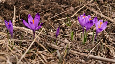 Yabani mor ve sarı iris (Crocus heuffelianus) çiçekleri gölgede, kuru çimlerde ve yapraklarda yetişir.