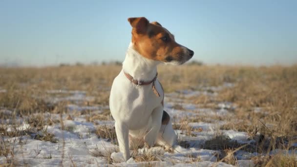 Mały Jack Russell Terrier Siedzi Zielonej Łące Trawiastej Plamami Śniegu — Wideo stockowe