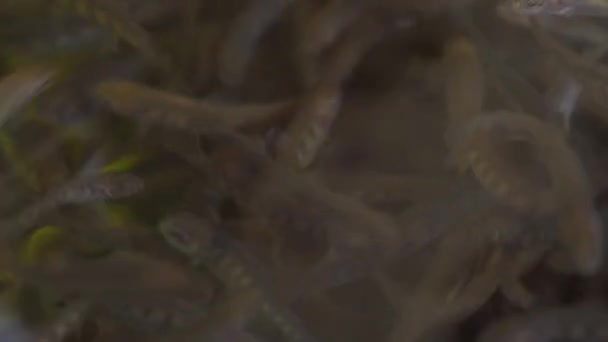Small Trout Fish Swimming Dark Water Breeding Farm Closeup Detail — Stock Video