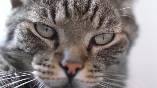 Grau Gestreifte Gestromte Katze Nahaufnahme Detail Auf Seinem Gesicht — Stockvideo