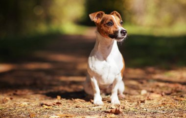Small Jack Russell terrier standing on forest road, sun shines through trees background