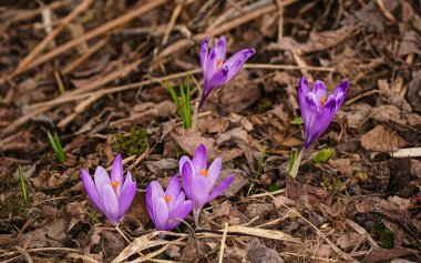 Yabani mor ve sarı iris (Crocus heuffelianus) çiçekleri gölgede, kuru çimlerde ve yapraklarda yetişir.