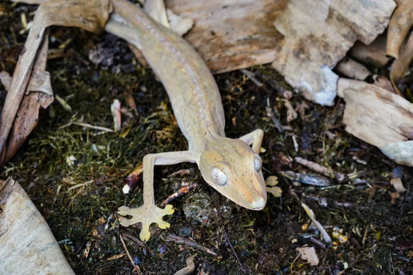 Fodrad Platt Tail Gecko Uroplatus Lineatus Promenader Svart Mark Detalj — Stockfoto
