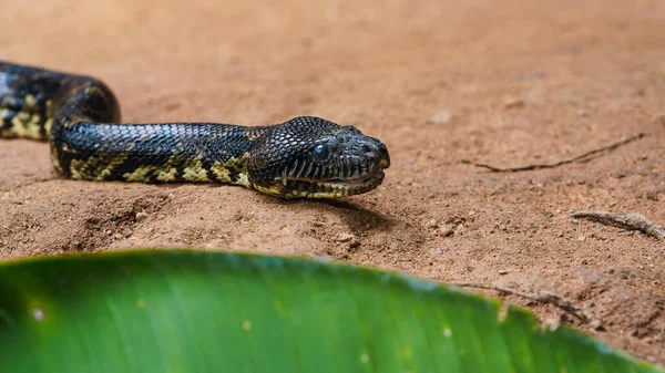 马达加斯加树蛙蛇 Sanzinia Madgani Cariensis 在尘土飞扬的地面上滑行 特写头部与嘴半张开 绿叶展望 — 图库照片