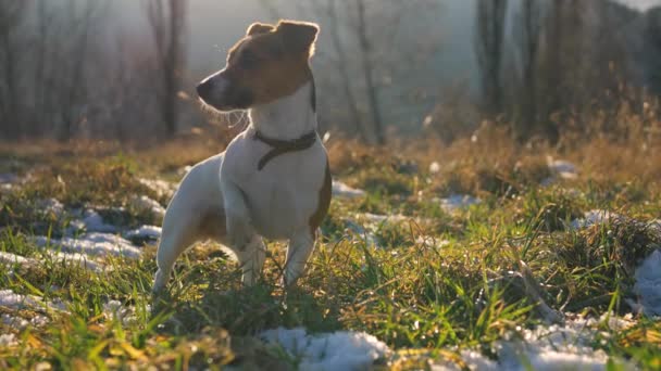Piccolo Jack Russell Terrier Piedi Prato Erboso Verde Con Macchie — Video Stock