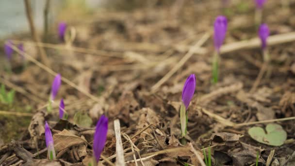 Dry Grass Meadow Wild Purple Iris Crocus Heuffelianus Flowers Heads — Stock Video