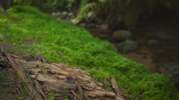 Feines Grünes Moos Wächst Auf Dunklem Waldboden Der Nähe Toter — Stockvideo