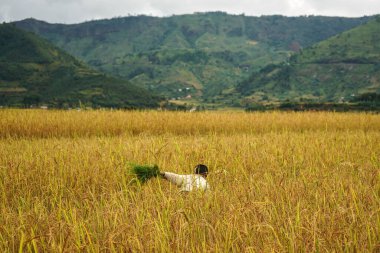 Bilinmeyen Malagasy 'li çocuk pirinç tarlasında çim biçiyor, dizlerinin üstünde çalışıyor, arkadan bakıyor, yüzü görünmüyor. Gökyüzü arkaplanı bulutlu dağlar