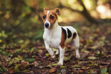 Küçük Jack Russell teriyeri orman yolunda yürüyor, bir pençesi yukarıda, kulakları arkada, sonbaharda sarı turuncu yapraklar, bulanık ağaçlar arka planda