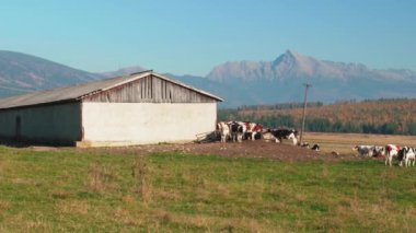 Öğleden sonra otlayan bir grup inek güneş alan otlaklar, beton tarım binaları ve Krivan Dağı - Slovakça sembolü - uzaklık