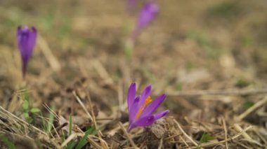 Vahşi mor iris (Crocus heuffelianus) çiçekleri ile kuru çim çayırı, yakın plan detay, sonsuz döngü