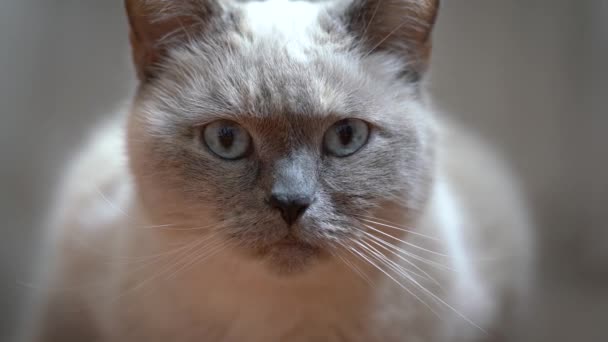 Biały Szary Kot Szczegół Zbliżenia Twarzy Niebieskimi Oczami — Wideo stockowe