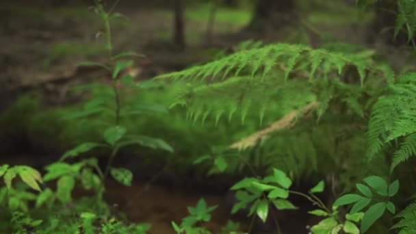 Farnblätter Kleine Pflanzen Und Feines Grünes Moos Wachsen Auf Dunklem — Stockvideo