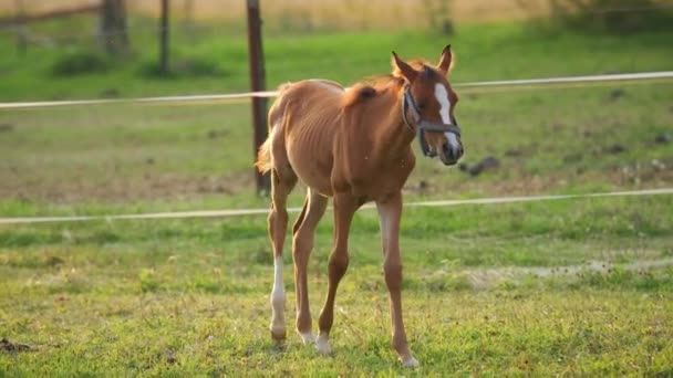 Young Brown Arabian Horse Foal Walks Green Field Mother — Stock Video