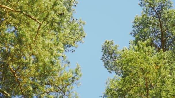 Kijkend Naar Dennenboomtoppen Heldere Blauwe Lucht Achtergrond Ondiepe Scherptediepte Slechts — Stockvideo