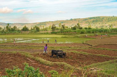 Manandoana, Madagaskar - 26 Nisan 2019: Bilinmeyen Malagasy çiftçisi iki zebu ile pirinç tarlası sürüyor - (indicine sığır), arkada daha fazla insan çalışıyor. Pirinç, Madagscar 'ın ana üretim ve ihracat ürünüdür.