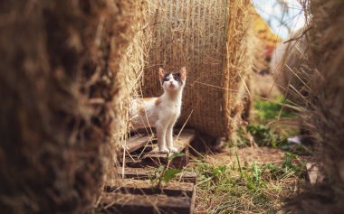 Küçük beyaz siyah, bej ve beyaz kedi yavrusu çiftlikteki saman rulolarının arasında yürüyor.