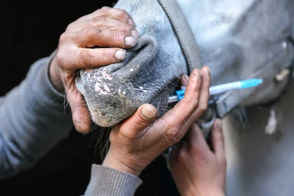 Veterinarian Holding Horse Mouth Closed Applying Sedative Small Syringe Close — Stock Photo, Image