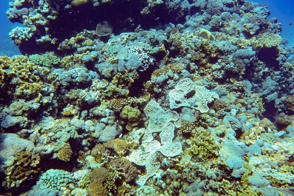Underwater Scenery Corals Fish Background Diving Anakao Madagascar — Stock Photo, Image
