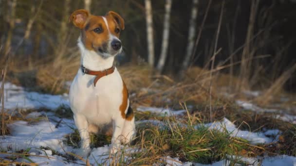 Piccolo Terrier Jack Russell Seduto Prato Erba Verde Con Macchie — Video Stock