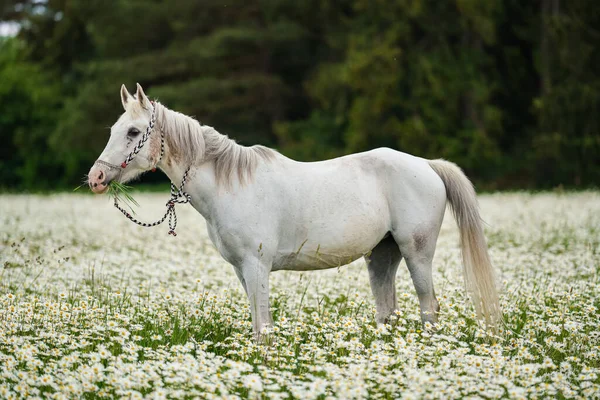 Λευκό Αραβικό Άλογο Βόσκησης Στο Λιβάδι Δάσος Πολλά Άγρια Λουλούδια — Φωτογραφία Αρχείου