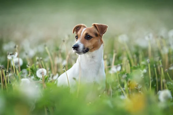 Liten Jack Russell Terrier Sitter Grönt Gräs Äng Vita Maskros — Stockfoto