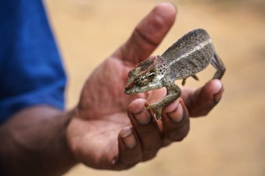 Küçük bukalemun - Furcifer oustaleti - bir adamın elinde yürüyor, yakın plan detayı.