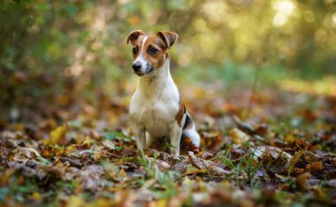 Küçük Jack Russell Teriyeri sonbaharda sarı portakal yapraklarıyla orman yolunda oturuyor. Arka planda bulanık ağaçlar var.