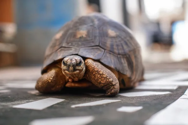 stock image Tortoise kept as pet walking on stones ground in yard, closeup detail, only face in focus