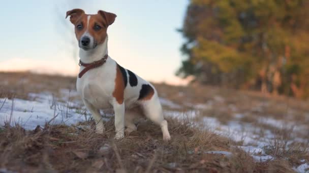 Pequeno Jack Russell Terrier Esperando Prado Grama Verde Com Manchas — Vídeo de Stock