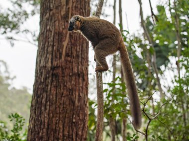 Ortak kahverengi lemur - Eulemur fulvus - bir ağaç üzerinde tutarak, arka planda bulanık orman. Lemurlar Madagaskar'a endemiktir.