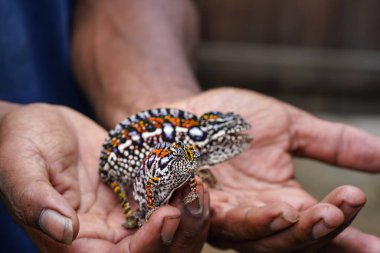 Adamın elinde iki küçük, mücevherli bukalemun var Furcifer lateralis. Ellerinde, yüzeysel alan derinliği sadece ilk hayvanın gözüne ve yüzüne odaklanıyor.
