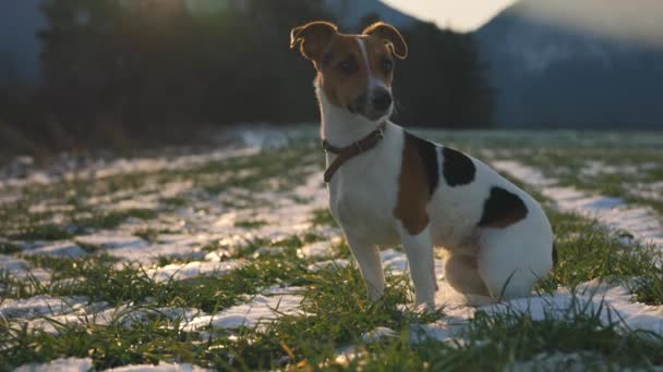 Mały Jack Russell Terrier Czeka Zielonej Łące Trawiastej Plamami Śniegu — Wideo stockowe