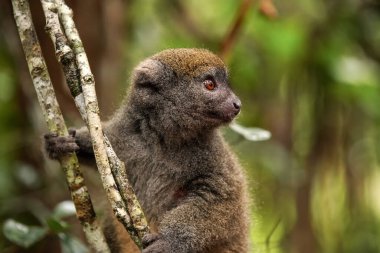 Doğulu küçük bambu lemuru - Hapalemur griseus - ince bir ağaca tutunuyor, kürklü yüze yakından bakıyor