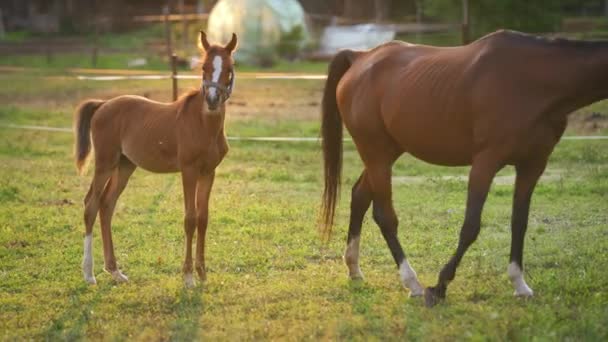 Młody Brązowy Koń Arabski Galopuje Zielonym Polu Obok Matki Wypasającej — Wideo stockowe