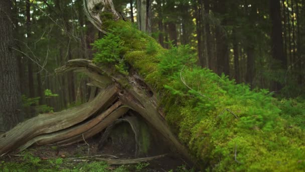 Moos Und Kleine Nadelbüsche Die Wald Über Einen Umstürzenden Baum — Stockvideo