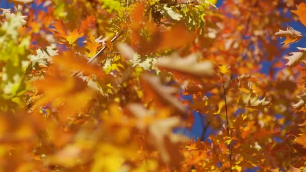 Slunce Svítí Zářivě Oranžové Žluté Podzimní Barevné Listy Pohybující Pomalém — Stock video