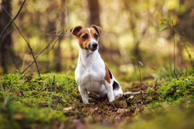 Küçük Jack Russell Teriyeri orman yolunda oturuyor yaprakları, yosunları, dalları, bulanık ağaçları var.