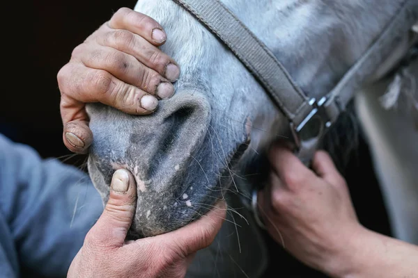 Veterinarian Holding Horse Mouth Closed Feeding Sedative Close Detail — Stock Photo, Image