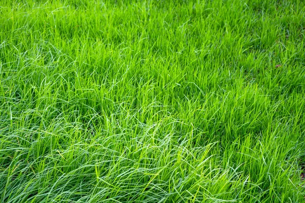 Färskt Grönt Gräs Växer Trädgården Abstrakt Närbild Från Ovan — Stockfoto