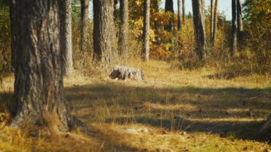 Sonbahar ormanı güneşli bir günde, sarı ve yeşil ağaçlarla, kamera yana kayar, ağaç gövdelerine odaklanır.