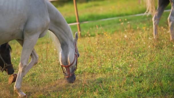 Белый Арабский Конь Пасущийся Зеленом Поле Маленький Жеребенок Рядом Деталь — стоковое видео