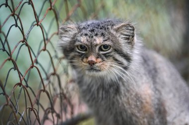 Pallas 'ın kedisi Otocolobus Manul hayvanat bahçesinde çitlerin yanında dinleniyor.