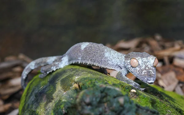 Gecko Satânico Gigante Cauda Folha Uroplatus Fimbriatus Descansando Rochas Cobertas — Fotografia de Stock