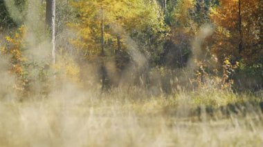 Sonbaharda sarı renkli ağaçlar, güneş yaprakların üzerinde parlar, ön planda bulanık çim ahırları, kamera yana doğru kayarak ormanı ortaya çıkarır.