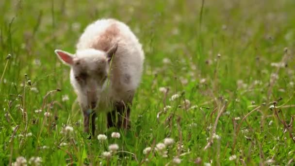 Молодые Овцы Ягненок Синей Биркой Вокруг Шеи Пасущиеся Зеленом Весеннем — стоковое видео
